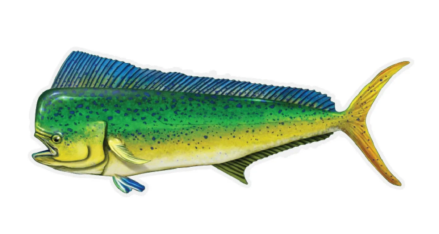 12 inch Fish Decal Stickers Wahoo, Mahi, White Seabass, Yellow Fin Tuna & Many more