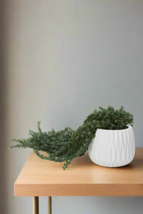 Artificial Creeper Plant In Ceramic Pot