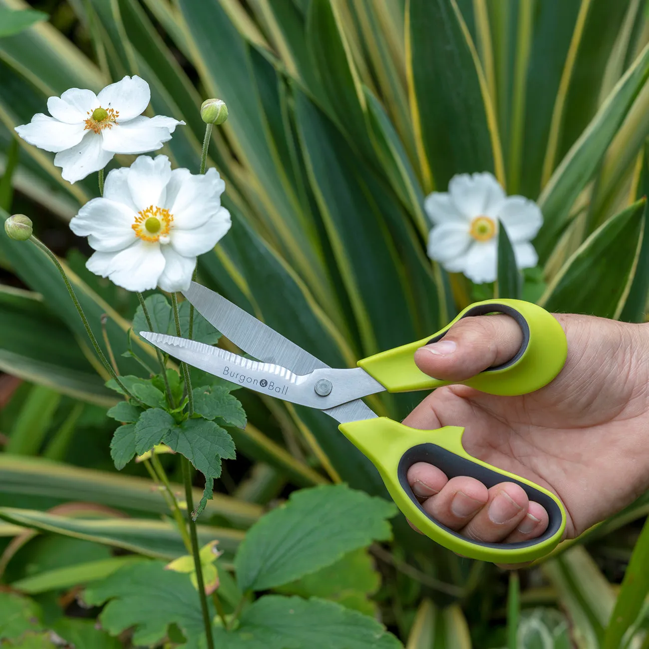 Garden and Flower Scissors – RHS Endorsed