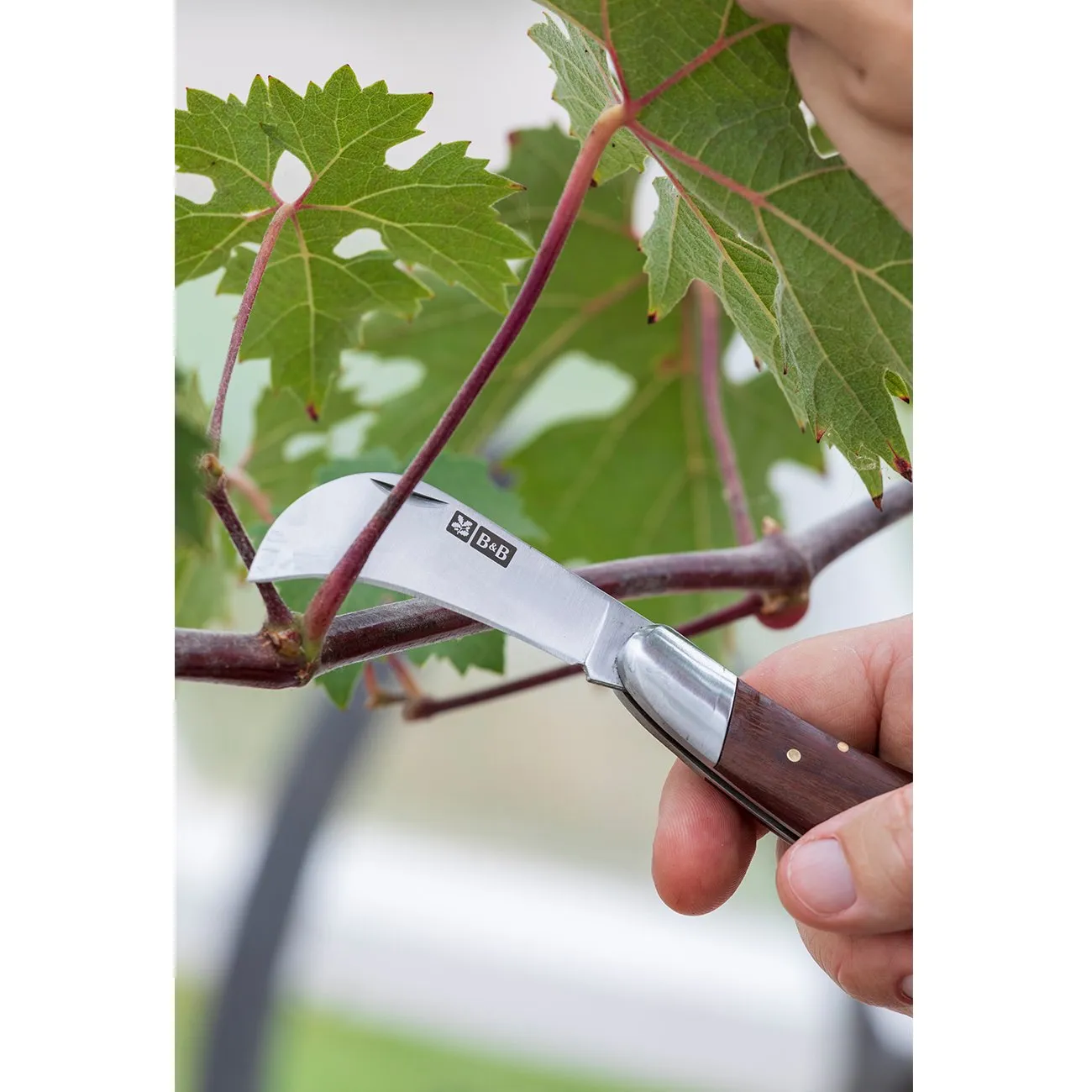 Pocket Knife - National Trust