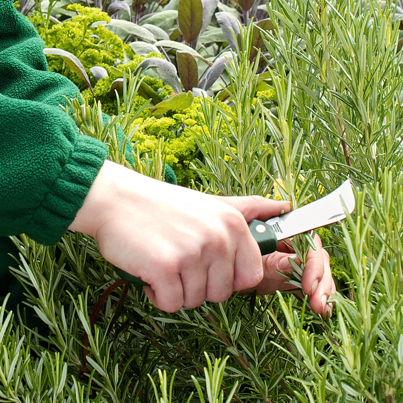 Stainless Pocket Knife - RHS Endorsed