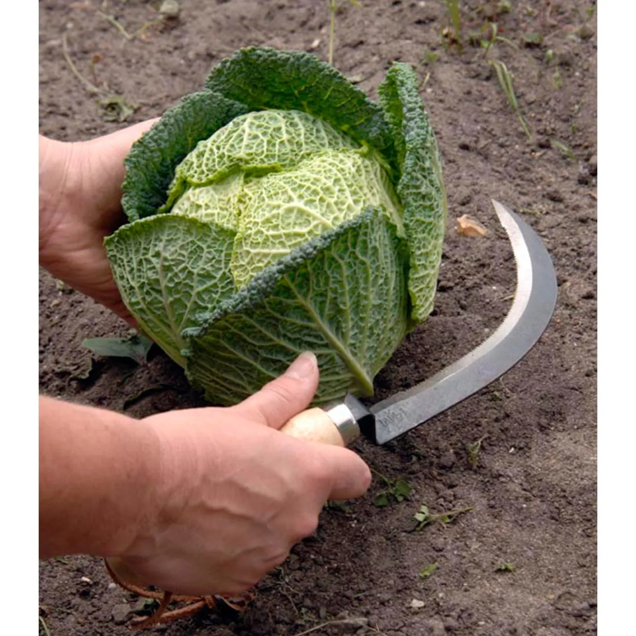 Vegetable Harvesting Knife